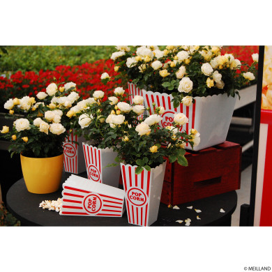 Rosier paysager Popcorn Drift® Novarospop