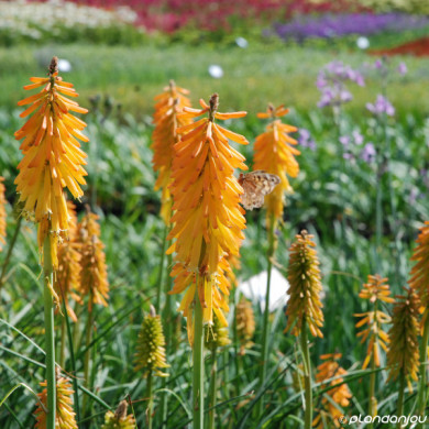 Kniphofia 'Mango Popsicle'®