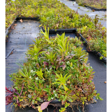 Carré de vivaces 8605 Sun (0,14m²)