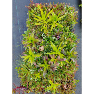 Carré de vivaces 8605 Sun (0,14m²)