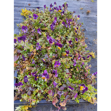 Carré de vivaces 8606 Magic (0,14m²)