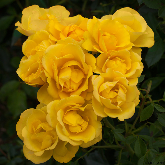 Rosier paysager Rayon de Soleil® Meianycid