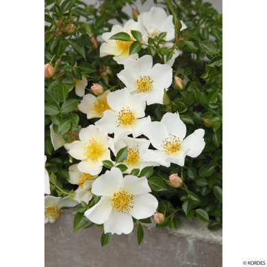 Rosier paysager Rose du Soleil® Korlitare