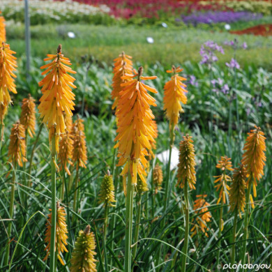 Kniphofia 'Mango Popsicle'®