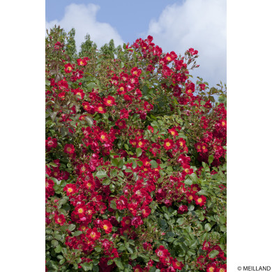 Rosier paysager Rouge Meillandecor® Meineble