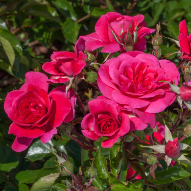 Rosier paysager Sangria® Meiprille