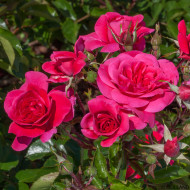Rosier paysager Sangria® Meiprille
