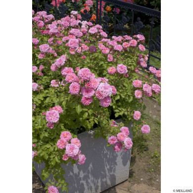 Rosier paysager Sweet Drift® Meiswetdom