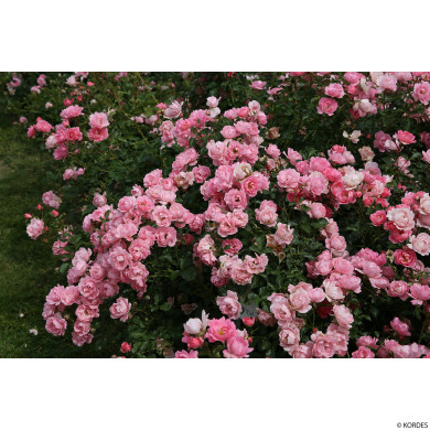 Rosier paysager Vent d'été® Korlanum