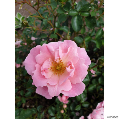 Rosier paysager Vent d'été® Korlanum