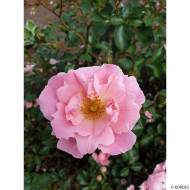 Rosier paysager Vent d'été® Korlanum