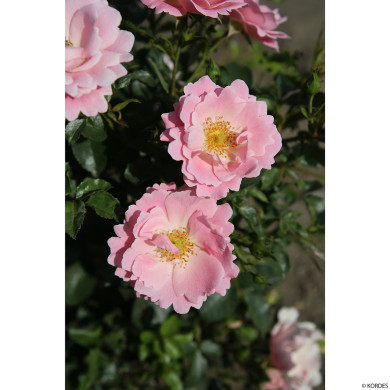 Rosier paysager Vent d'été® Korlanum