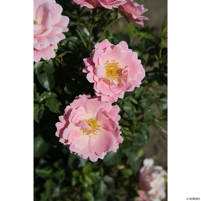 Rosier paysager Vent d'été® Korlanum