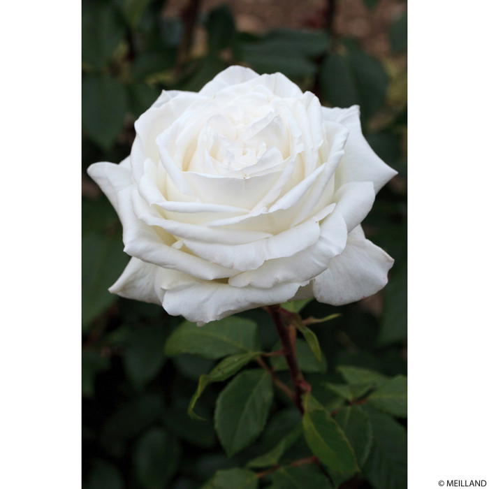 Rosier Pierre Arditi® Meicalanq