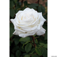Rosier Pierre Arditi® Meicalanq