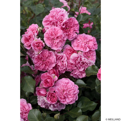 Rosier paysager Les Quatre Saisons® Meifafio