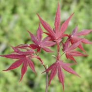 Acer palmatum 'Bloodgood'