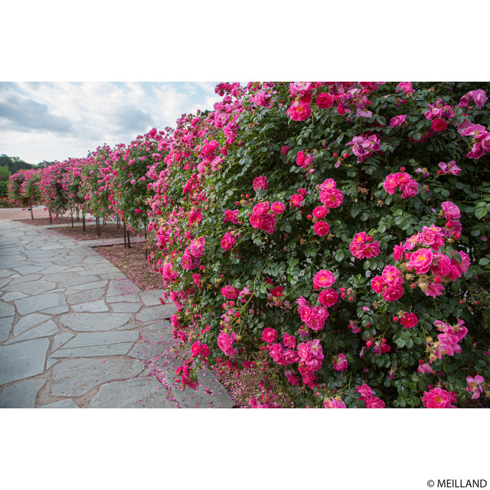 Rosier pleureur Magic Meillandecor® Meibonrib