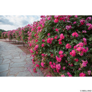 Rosier pleureur Magic Meillandecor® Meibonrib