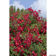 Rosier pleureur Rouge Meillandecor®