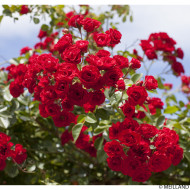 Rosier pleureur Scarlet Meillandecor® Meikrotal