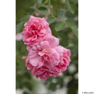 Rosier pleureur Schuss® Meiliaxi