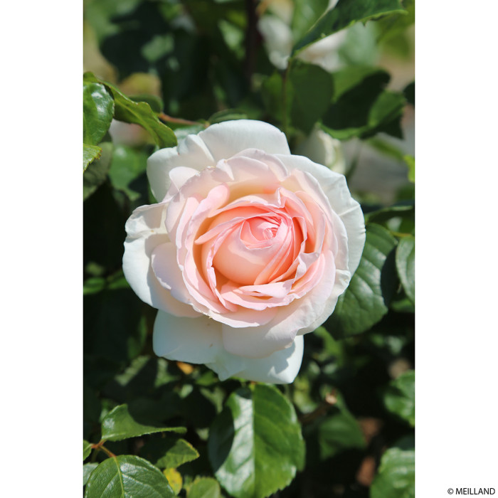 Rosier Prince Jardinier® Meitroni