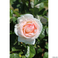 Rosier Prince Jardinier® Meitroni