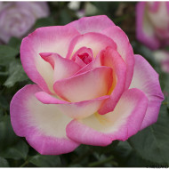 Rosier Princesse de Monaco® Meimagarmic