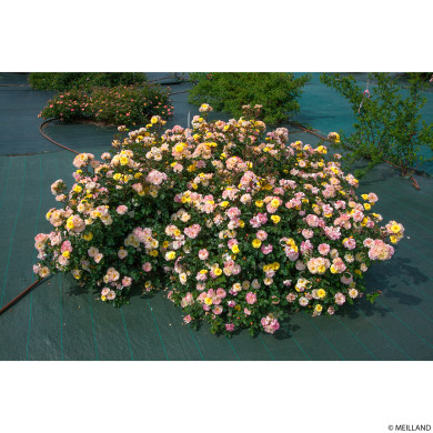 Rosier Rêve de Paris® meilowmye