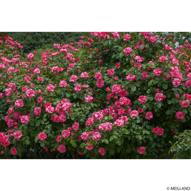 Rosier Rosy La Sevillana meigeroka