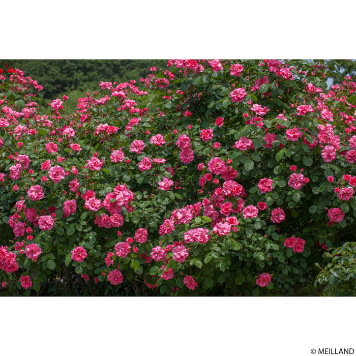 Rosier Rosy La Sevillana meigeroka