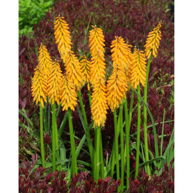 Kniphofia Pineapple Popsicle®