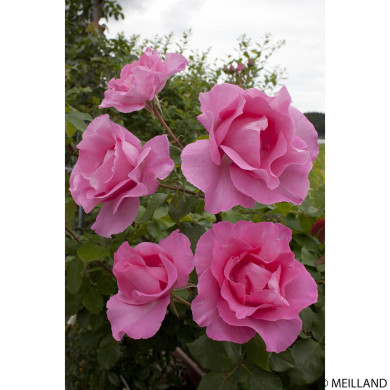 Rosier The Mccartney Rose® Meizeli