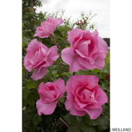 Rosier The Mccartney Rose® Meizeli