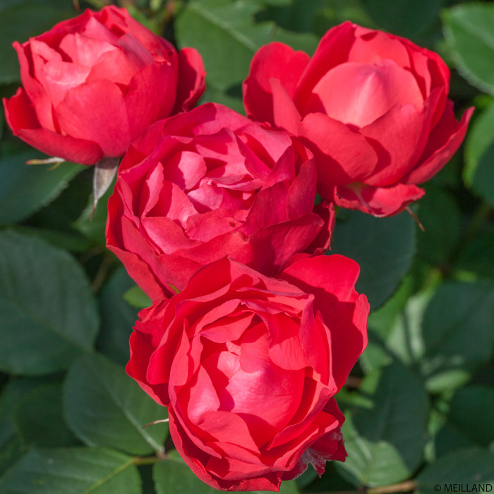 Rosier tige Cherry Bonica®