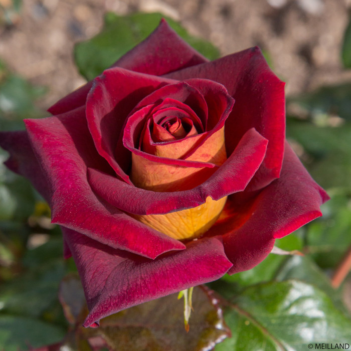 Rosier tige Eddy Mitchell®
