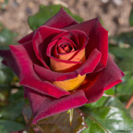 Rosier tige Eddy Mitchell®