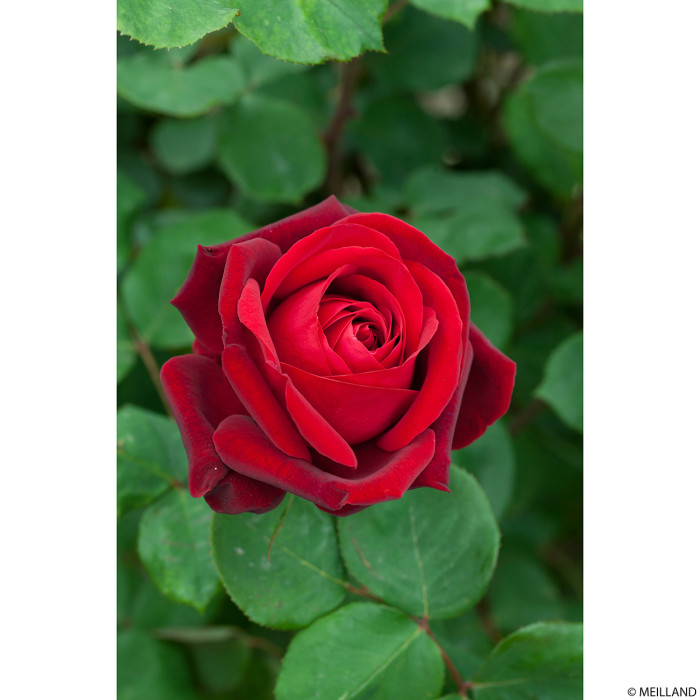 Rosier tige Edith Piaf®