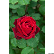Rosier tige Edith Piaf®