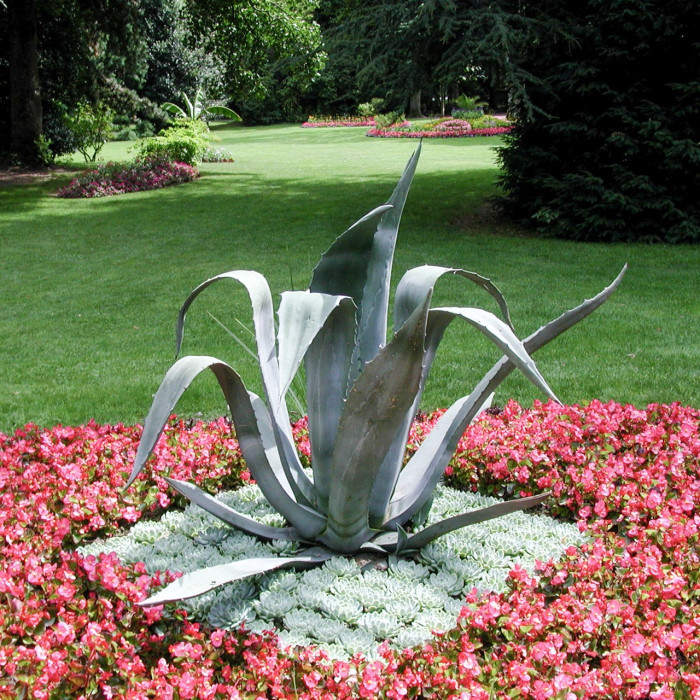 Agave americana