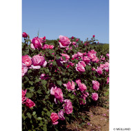 Rosier tige Line Renaud®