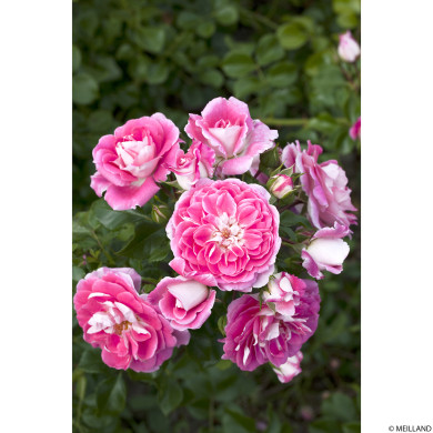 Rosier tige Lovely Pink®