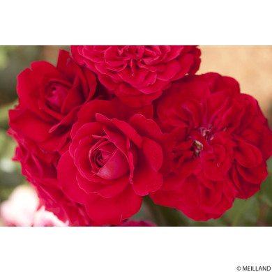 Rosier tige Mona Lisa®