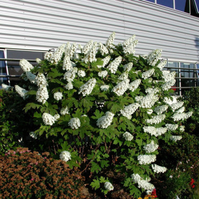 Hydrangea quercifolia Snow Queen® flemygea