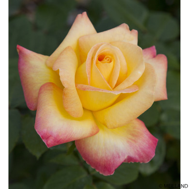 Rosier tige Oriental Peace® Baipeace