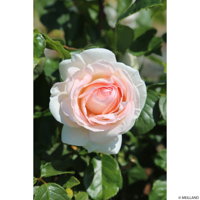 Rosier tige Prince Jardinier®