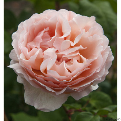 Rosier tige Princesse Charlène de Monaco® Meidysouk