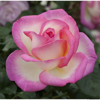 Rosier tige Princesse de Monaco®