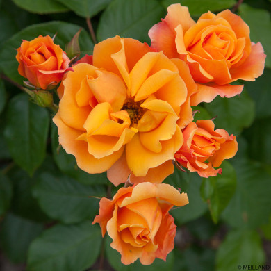 Rosier tige Tequila®